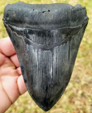 Killer Serrated 5.  25 " Megalodon Tooth.  Absolutely No Restoration