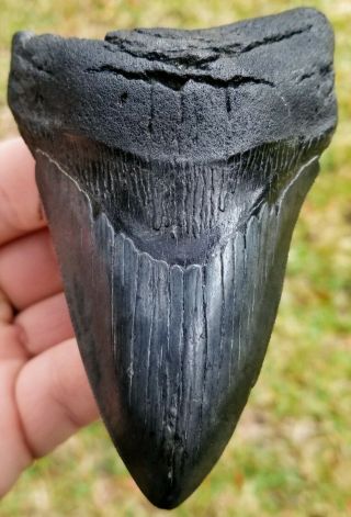 Killer Serrated 4.  40 " Megalodon Tooth.  Absolutely No Restoration
