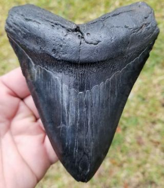 " Jet Black " Serrated 5.  50 " Megalodon Tooth.  Absolutely No Restoration