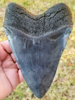 Giant Serrated 5.  85 " Megalodon Tooth.  Absolutely No Restoration