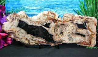 Large Petrified Wood Complete Round Slab W/bark Wild Shape W/obsidian Lakes 13 ",