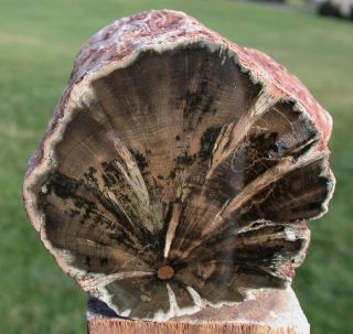 SiS: 3.  3 lb.  PERFECT FENCE POST Petrified Wood Woodworthia Log - Zimbabwe 2