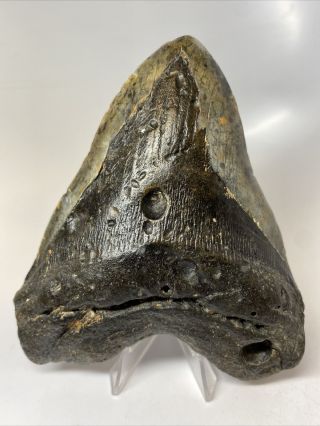 Megalodon Shark Tooth 5.  50” Huge - Real Fossil - Natural 8216