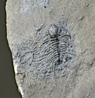 Very Rare Ceraurus - Like Trilobite,  Lower Ordovician Of China,  Yongshun,  Hunan