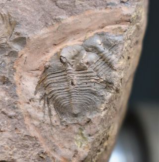Ultra Rare Cybeloides Species Trilobite Fossil Ordovician,  Yunnan,  China
