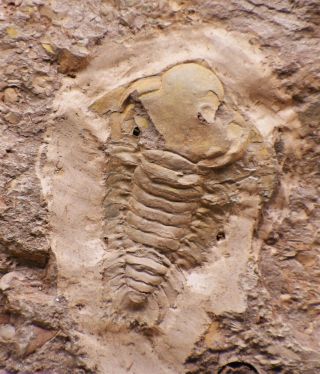 Ultra Rare Remopleurides Species Trilobite Fossil Ordovician,  Yunnan,  China