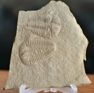 Extremely Rare Bailiella Trilobite Fossils Middle Cambrian Of Liaoning,  China