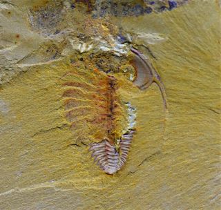 Wow Eoredlichia With Legs Rare Lower Cambrian Trilobite,  Chengjiang Biota