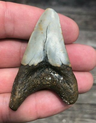 Parotodus Benedini Fossil Shark Tooth 2.  47 Inches Rare Sharkteeth Beni