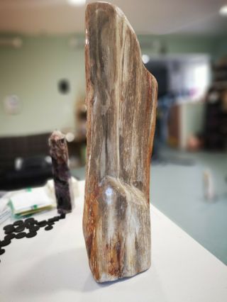 Petrified Wood Tree Branch Indonesia Very Tall Brown Display Item 6.  9kg Was £139