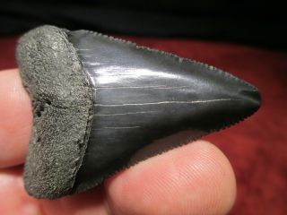2 - 1/8 Inch Great White Shark Tooth Fossil Fish Teeth - Scuba South Carolina Gw