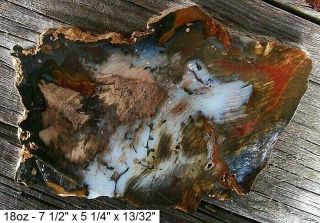 Hubbard Basin Colors Agatized Petrified Wood Slab - Gorgeous