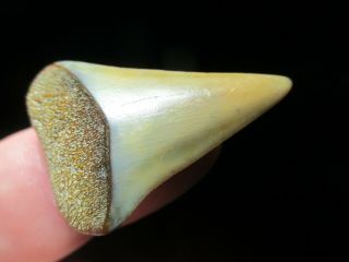 1 - 9/16 Great White Shark Tooth Fossil Peru - Energy Stone - Peruvian Fish Teeth