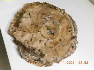 Large Petrified Wood Polished Full Round Slab W/bark - 19 X 1 " X 17 "