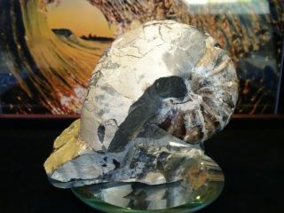 Nautilus,  Eutrephoceras dekayi,  Pierre Shale FM,  Elk Creek,  SD Fossil Sculpture 2