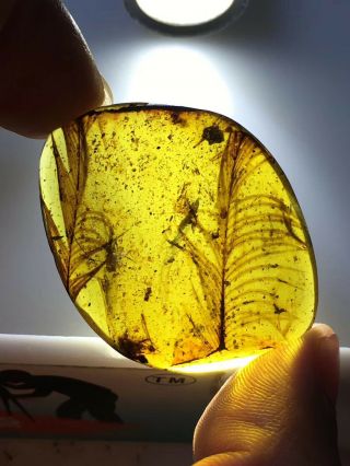 Rare Feathers.  Burmite Natural Myanmar Insect Amber Fossil