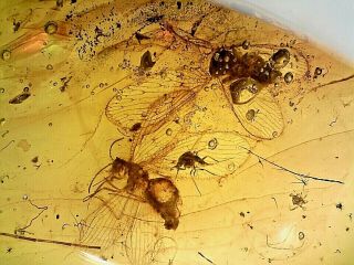 Cretaceous Burmite Amber Rare Neuroptera Jb14 0.  47g