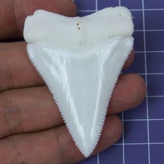 2.  377  Huge Natural Principle Great White Shark Tooth Teeth Ht30 Sharks Toys