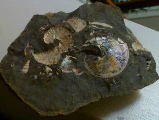 Sphenodiscus South Dakota Ammolite Ammonite Fossil,  Scaphite,  Impressions