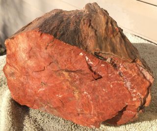 Arizona Rainbow Petrified Wood Natural Slab Rough Raw Center Rare Fossil 12 Lbs