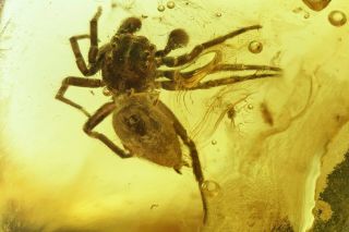 Jumping Spider Salticidae And Leaf.  Fossil Inclusions In Baltic Amber 9402