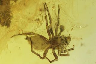 Jumping Spider Salticidae and Leaf.  Fossil inclusions in Baltic amber 9402 2