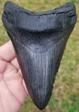 Killer " Jet Black " Serrated 5.  68 " Megalodon Tooth.  Absolutely No Restoration