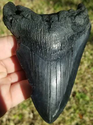 Large " Jet Black " Serrated 5.  45 " Megalodon Tooth.  Absolutely No Restoration