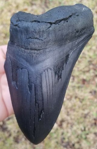 Giant 6.  15 " Megalodon Tooth.  Absolutely No Restoration