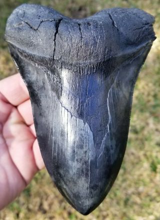 Giant Killer Serrated 6.  01 " Megalodon Tooth.  Absolutely No Restoration