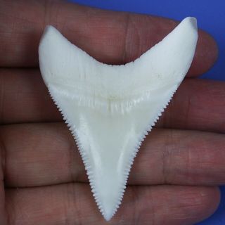2.  366  Huge Modern Lower Great White Shark Tooth Megalodon Movie Fan GT87 2