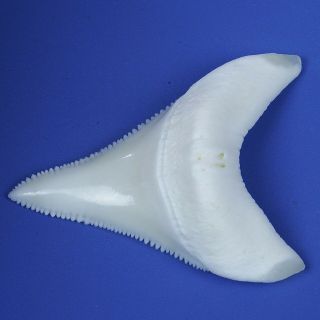 2.  366  Huge Modern Lower Great White Shark Tooth Megalodon Movie Fan GT87 4