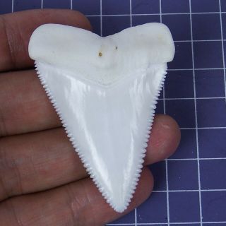 2.  362  Huge Modern Great White Shark Tooth Megalodon Fan Upper Necklace Ht25