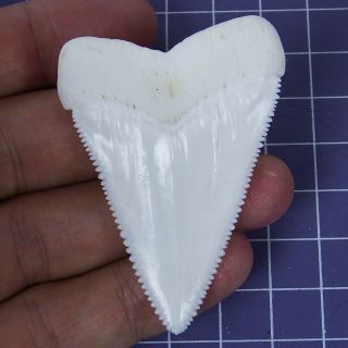 2.  362  Huge Modern Great White Shark Tooth Megalodon Fan Upper Necklace HT25 2
