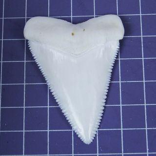 2.  362  Huge Modern Great White Shark Tooth Megalodon Fan Upper Necklace HT25 3
