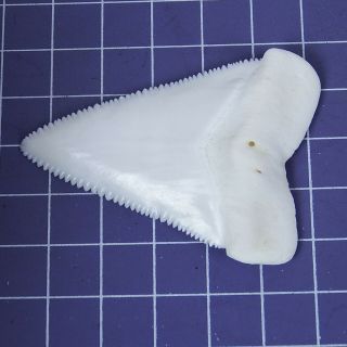 2.  362  Huge Modern Great White Shark Tooth Megalodon Fan Upper Necklace HT25 4