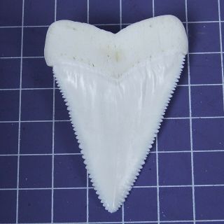 2.  362  Huge Modern Great White Shark Tooth Megalodon Fan Upper Necklace HT25 5