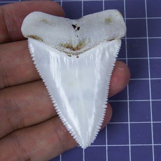 2.  405  Huge Modern Great White Shark Tooth Megalodon Fan Upper Necklace Ht26