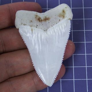 2.  405  Huge Modern Great White Shark Tooth Megalodon Fan Upper Necklace HT26 2