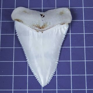 2.  405  Huge Modern Great White Shark Tooth Megalodon Fan Upper Necklace HT26 3