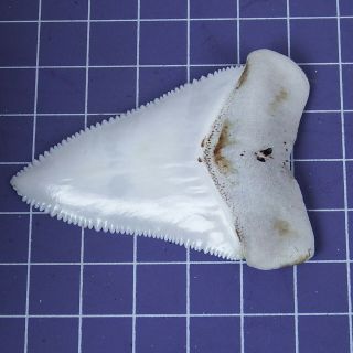 2.  405  Huge Modern Great White Shark Tooth Megalodon Fan Upper Necklace HT26 4