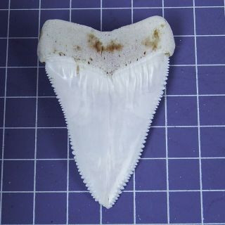 2.  405  Huge Modern Great White Shark Tooth Megalodon Fan Upper Necklace HT26 5