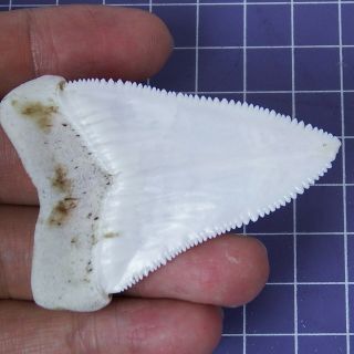 2.  405  Huge Modern Great White Shark Tooth Megalodon Fan Upper Necklace HT26 6