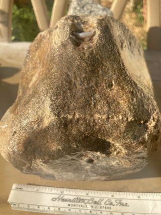 Whale Bone Gem Bone Vertebrae Large Complete Fossil Bone Ten Pounds 2