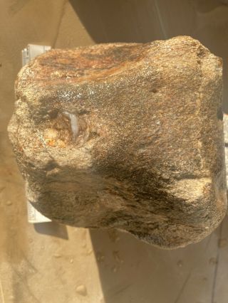 Whale Bone Gem Bone Vertebrae Large Complete Fossil Bone Ten Pounds 4