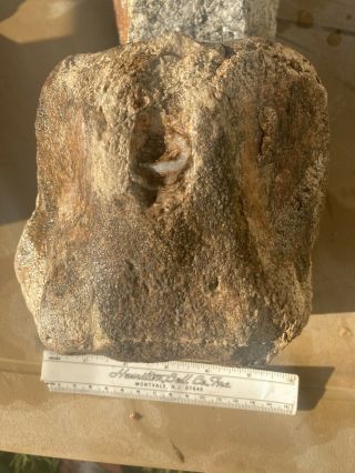Whale Bone Gem Bone Vertebrae Large Complete Fossil Bone Ten Pounds 6