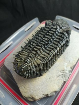 Fossil trilobite Drotops armatus from devonian Morocco,  Museum quality 3