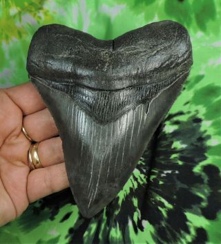 Megalodon Sharks Tooth 5 1/8  Inch No Restorations Fossil Sharks Teeth Tooth