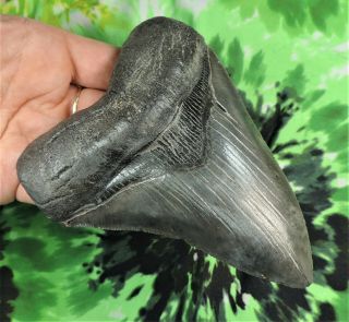Megalodon Sharks Tooth 5 1/8  inch NO RESTORATIONS fossil sharks teeth tooth 2