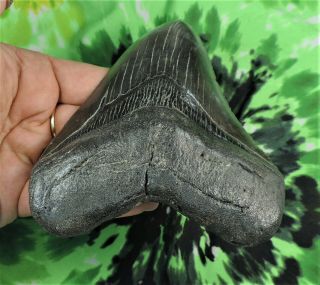 Megalodon Sharks Tooth 5 1/8  inch NO RESTORATIONS fossil sharks teeth tooth 4